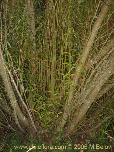 Фотография Salix viminalis (Sauce mimbre). Щелкните, чтобы увеличить вырез.
